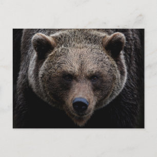 Brown Grizzly Bear Vykort