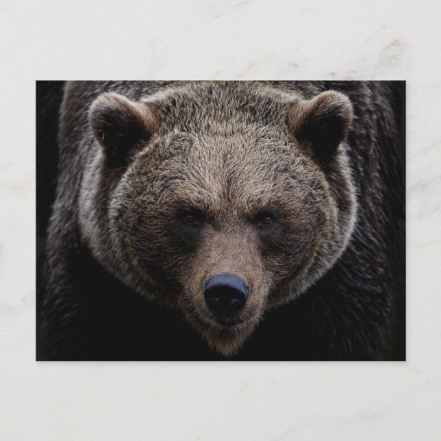 Brown Grizzly Bear Vykort (Framsida)
