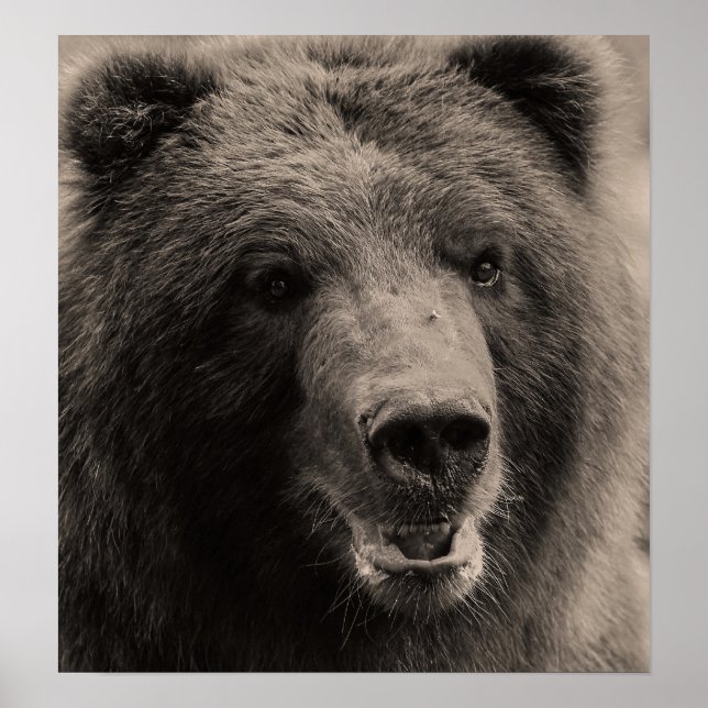 Brown Grizzly Bear Wildlife Photo Poster (Framsidan)
