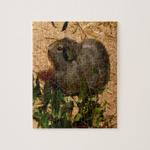 Brown Guinea Gris, Jigszawa Puzzle Pussel