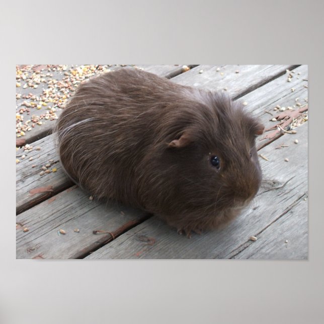 Brown Guinea Gris Poster (Framsidan)