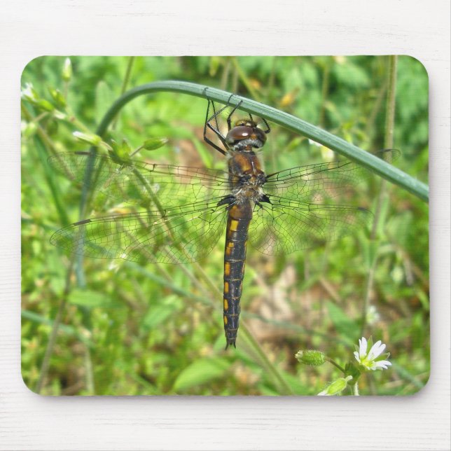 Brown Guld Dragonfly Mousepad Musmatta (Framsidan)