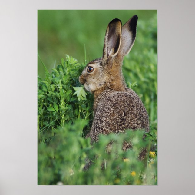 Brown Hare, Lepus europaeus, unga ätare, Poster (Framsidan)