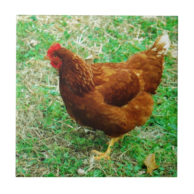 Brown Hen Kakelplatta (Framsidan)