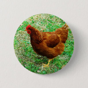 Brown Hen Knapp
