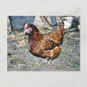 Brown Hen på bakgården Vykort