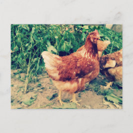 Brown Hen-vykort Vykort