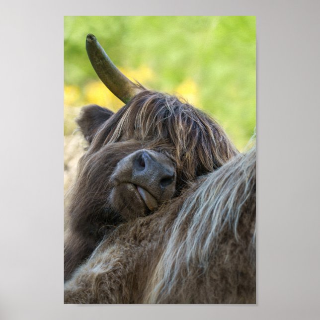 Brown Highland Cow Poster (Framsidan)