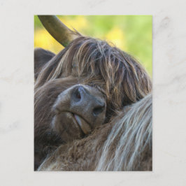 Brown Highland Cow Vykort