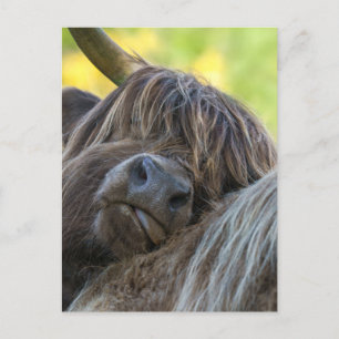 Brown Highland Cow Vykort