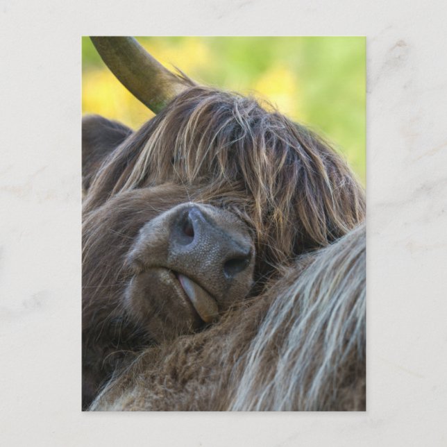 Brown Highland Cow Vykort (Framsida)