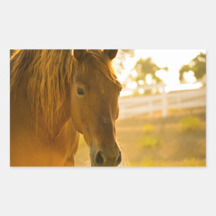 Brown Horse Close Close-Up Rektangulärt Klistermärke