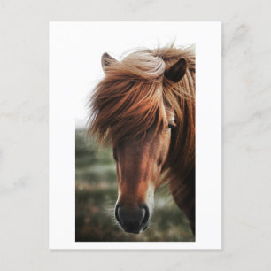 Brown Horse Close Photo Vykort
