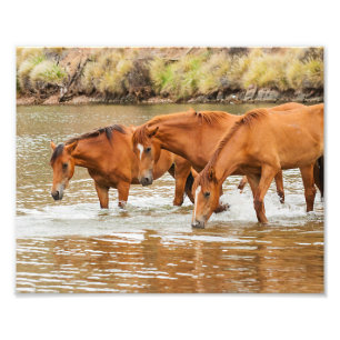 Brown Horse-familjen vid floden Fototryck
