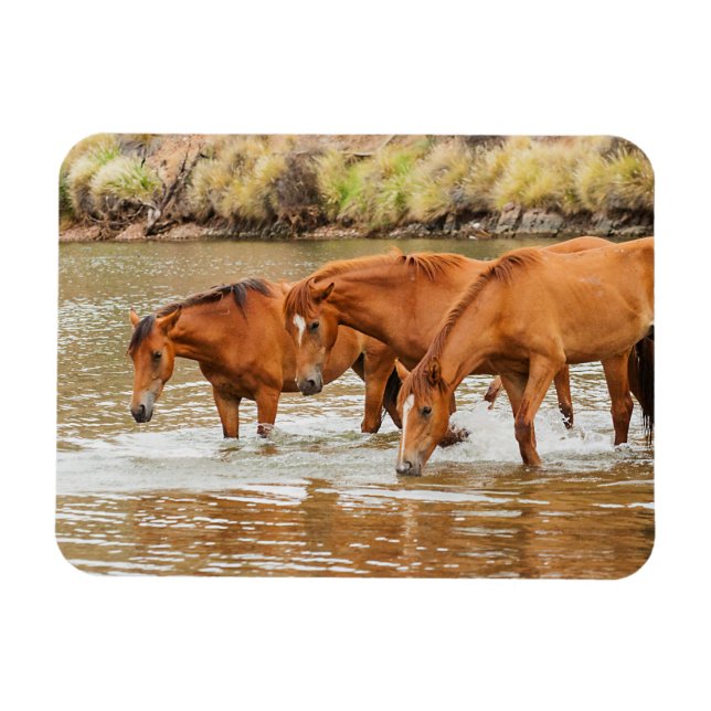 Brown Horse-familjen vid floden Magnet (Horisontell)