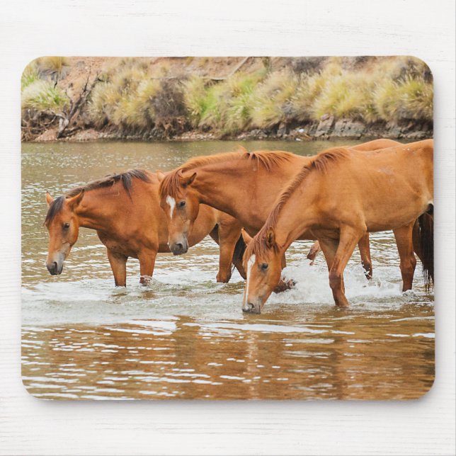 Brown Horse-familjen vid floden Musmatta (Framsidan)