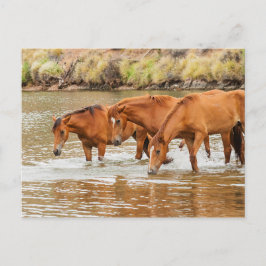 Brown Horse-familjen vid floden Vykort