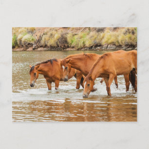 Brown Horse-familjen vid floden Vykort