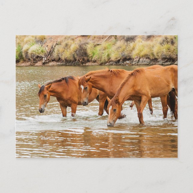 Brown Horse-familjen vid floden Vykort (Framsida)