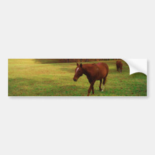 Brown Horse i en regnbåge färgad fält Bildekal