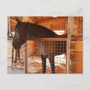 Brown Horse in Barn at Epoch Gods Winery Vykort