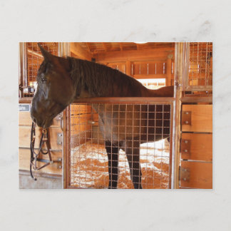 Brown Horse in Barn at Epoch Gods Winery Vykort