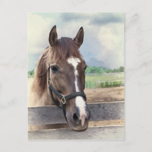 Brown Horse med Bridle Postcard Vykort