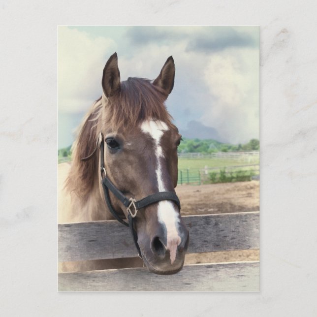 Brown Horse med Bridle Postcard Vykort (Framsida)