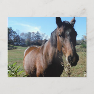 Brown Horse mot blå himmel Vykort