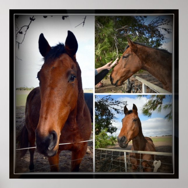 Brown Horse Photo Collage, Poster (Framsidan)
