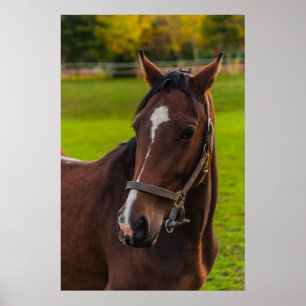 Brown Horse Porträtt Poster