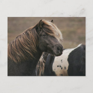 Brown Horse Pose Vykort