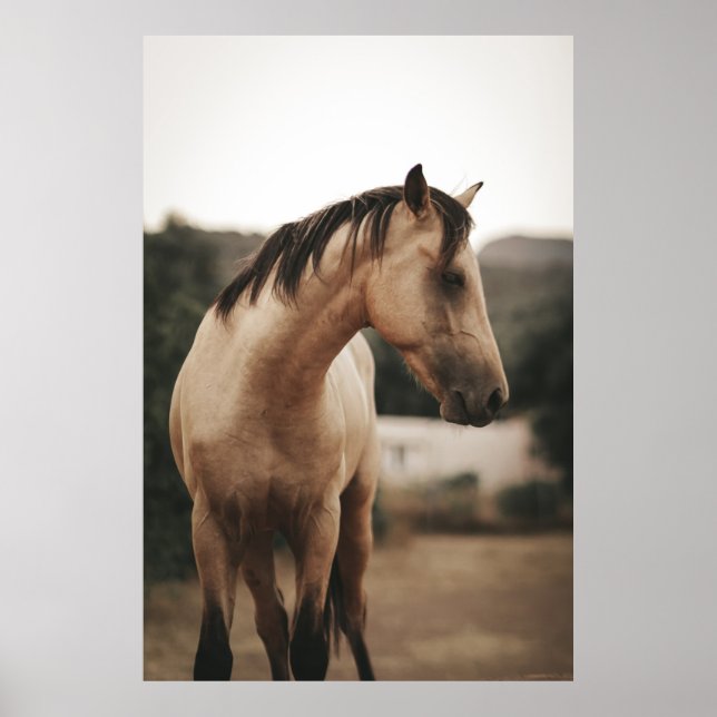 BROWN HORSE POSTER (Framsidan)