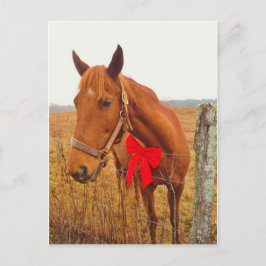 Brown Horse Red Bow Vykort