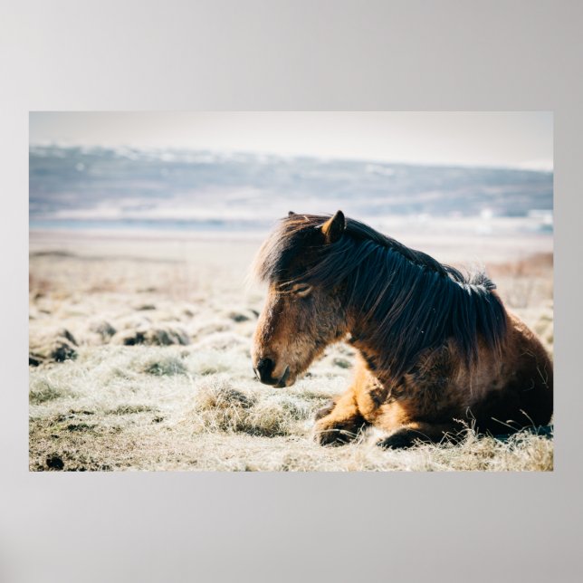 BROWN HORSE SITTA PÅ GRÄS NÄRA BEACH POSTER (Framsidan)