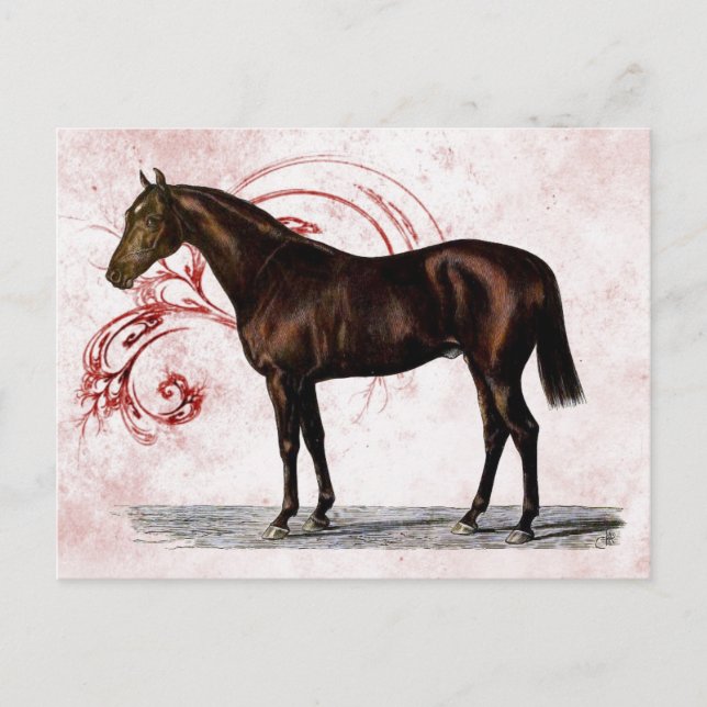 Brown Horse Vykort (Framsida)