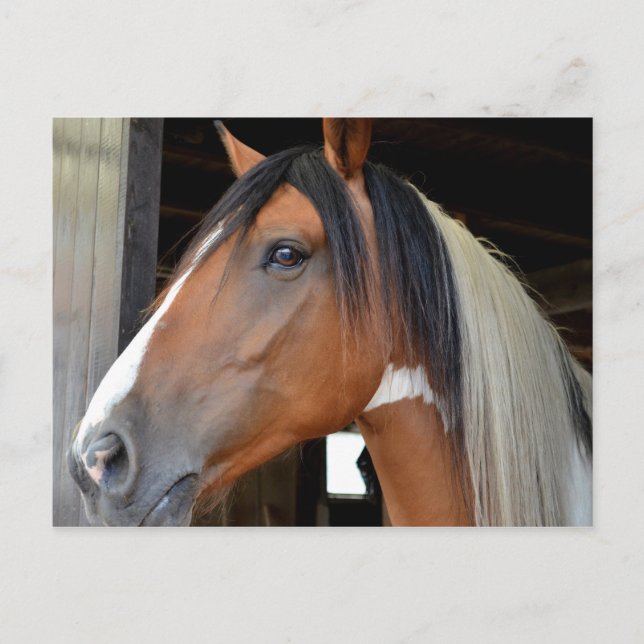 Brown Horse White Blaze Black White Mane Vykort (Framsida)