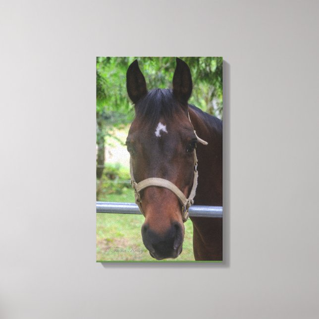 Brown Horse Wrapped Canvas (Framsida)