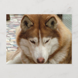 Brown Husky Postcard Vykort