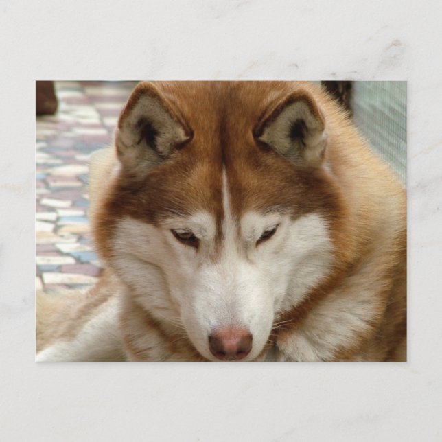 Brown Husky Postcard Vykort (Framsida)