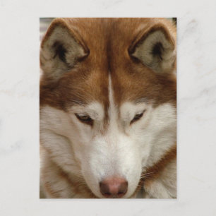 Brown Husky Postcard Vykort