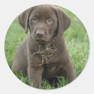 Brown Labrador Puppy Stickers Runt Klistermärke