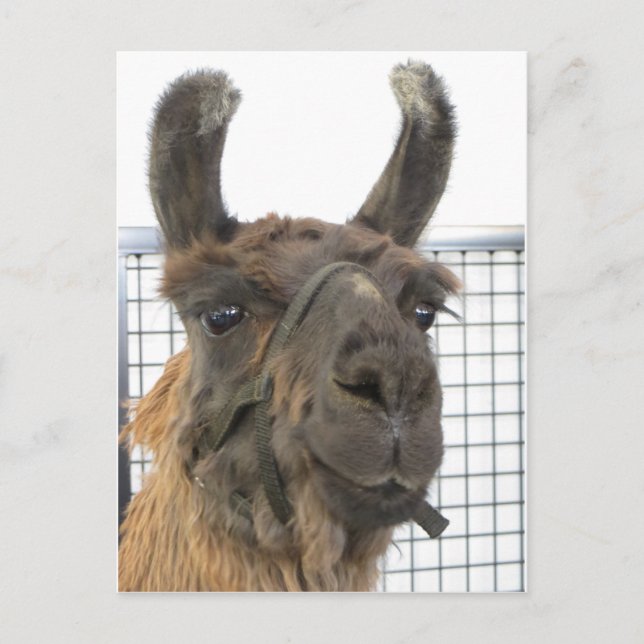 Brown Lama 1 Vykort (Framsida)