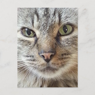 Brown Långhårig Tabby katt Vykort