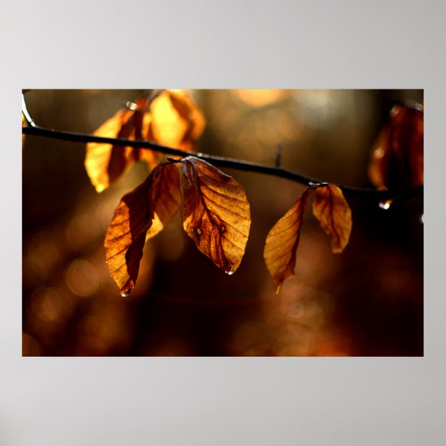 Brown leaves lighted by the morning sun poster (Framsidan)