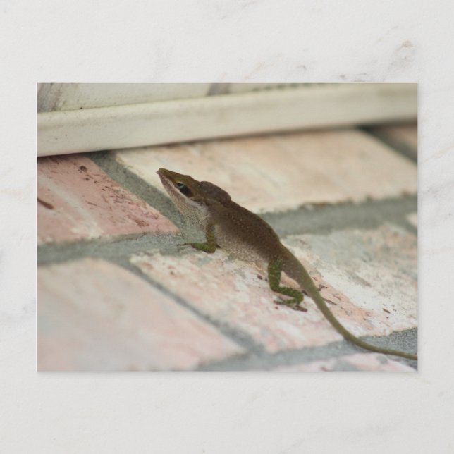 Brown Lizard Vykort (Framsida)