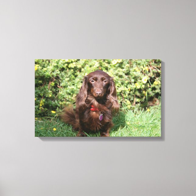 Brown Long-hårade Miniature Dachshund Canvastryck (Framsida)