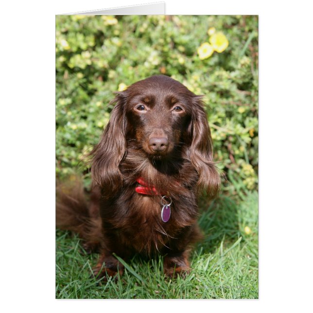 Brown Long-hårade Miniature Dachshund Hälsningskort (Framsidan)
