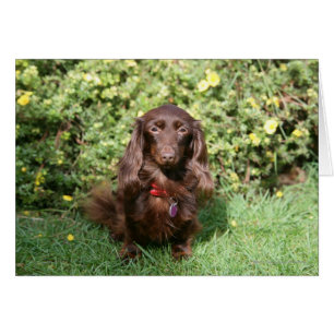 Brown Long-hårade Miniature Dachshund Hälsningskort