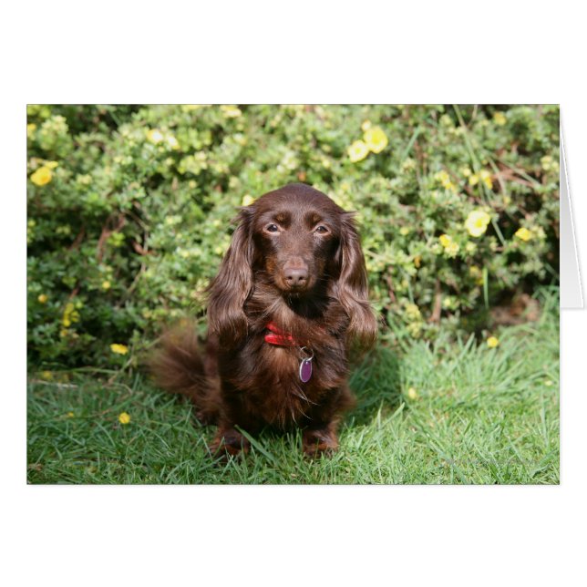 Brown Long-hårade Miniature Dachshund Hälsningskort (Framsidan Horizontal)